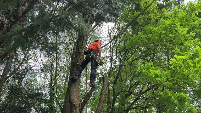 Best Tree Risk Assessment  in Germantown Hls, IL